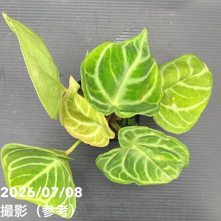 【お買い得!】【現品お届け】アンスリウム ドラヤキ 3号(3)|観葉10-TU