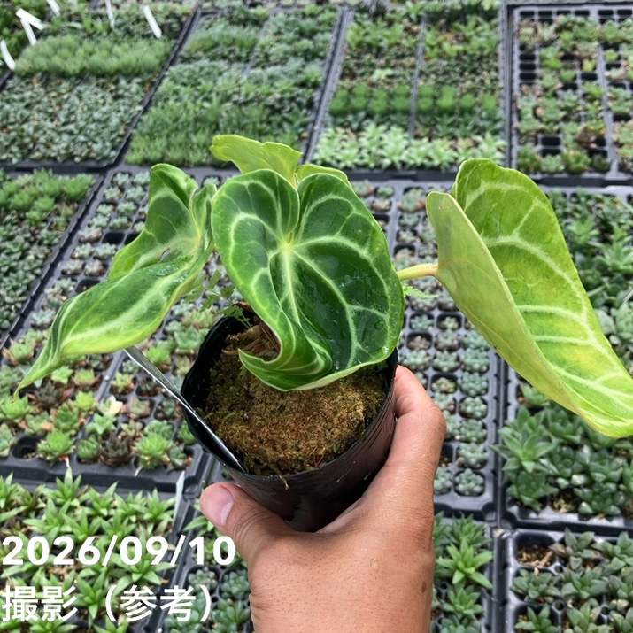 お買い得！】【現品お届け】アンスリウム ドラヤキ 3号（3）｜観葉10