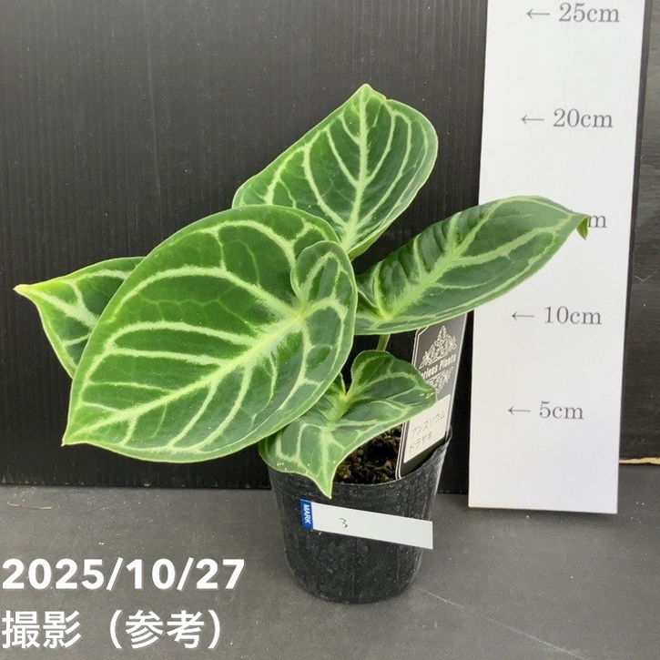 現品お届け】アンスリウム ドラヤキ 3号（3）｜観葉10-TU | 観葉・多肉