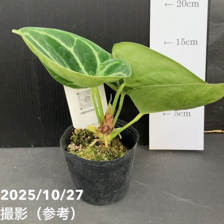65周年記念セール】【現品お届け】アンスリウム ドラヤキ 3号（3