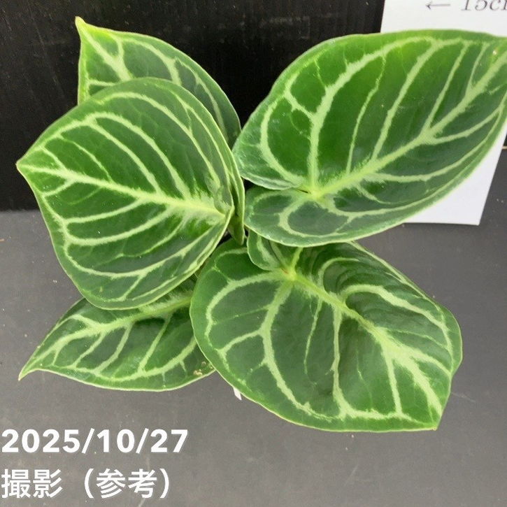 現品お届け】アンスリウム ドラヤキ 3号（3）｜観葉10-TU | 観葉・多肉