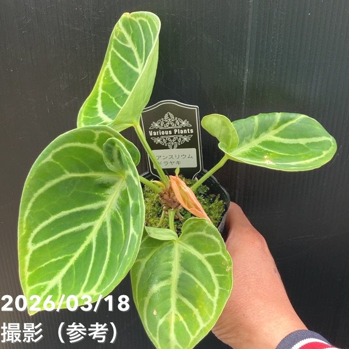 現品お届け】アンスリウム ドラヤキ 3号（3）｜観葉10-TU | 観葉・多肉