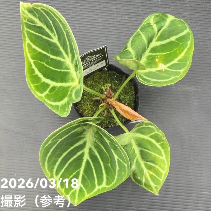 K*u様 10株セット訳ありms25アンスリウム ドラヤキ Dorayaki 観葉植物：アンスリウム ドラヤキ*5号 プラポット Anthurium Dorayaki