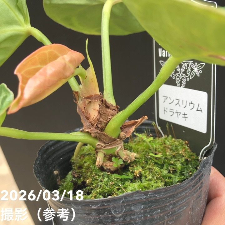 現品お届け】アンスリウム ドラヤキ 3号（3）｜観葉10-TU | 観葉・多肉