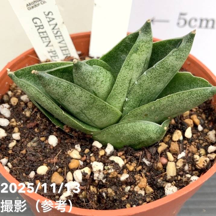 期間限定10％OFF！】【現品お届け】サンスベリア 3号 グリーンピーチ