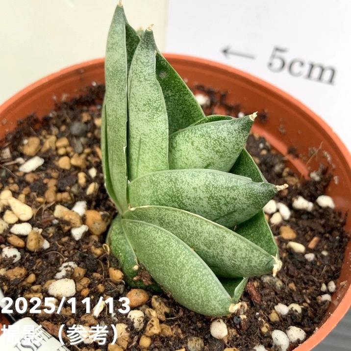 現品お届け】サンスベリア 3号 グリーンピーチ Green peach プラ鉢