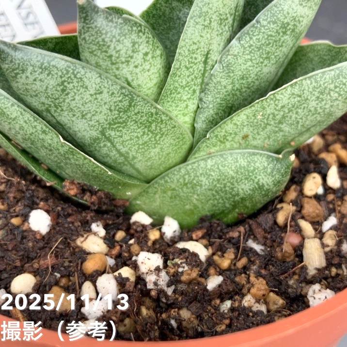 現品お届け】サンスベリア 3号 グリーンピーチ Green peach プラ鉢