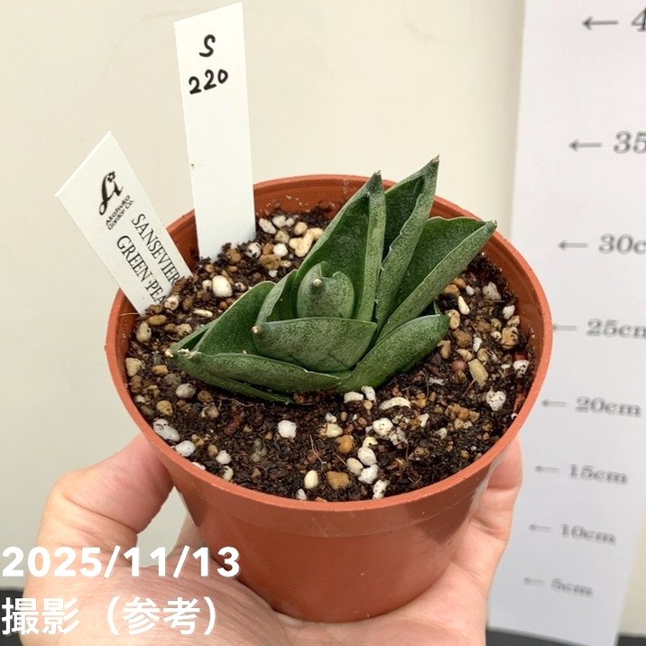 608〓超希少Peritassa hatschbachiiチビ苗 [限１鉢] 608〓超希少Peritassa hatschbachiiチビ苗 [限1鉢]