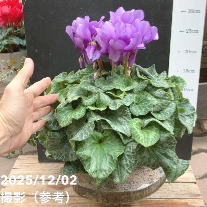 シクラメン ソラ 5号｜鉢花04-PA | ギフト,鉢花・観葉ギフト | 赤塚