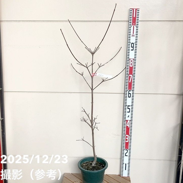 ヤマボウシ イロドリ 6号｜花木01-D1 | 花木・庭木 | 赤塚植物園