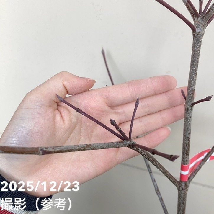 ヤマボウシ イロドリ 6号｜花木01-D1 | 花木・庭木 | 赤塚植物園