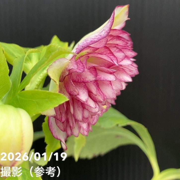 bonobono様ご購入苗㉖-166㉖-180クリスマスローズ 花苗 クリスマス