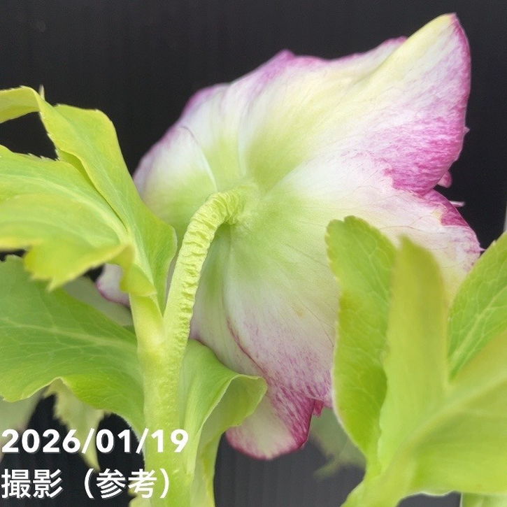 一点物】加藤農園 クリスマスローズ 4.5号（KT5）｜山野04-PA | 草花