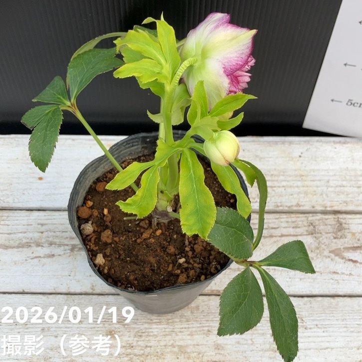 一点物】加藤農園 クリスマスローズ 4.5号（KT5）｜山野04-PA | 草花