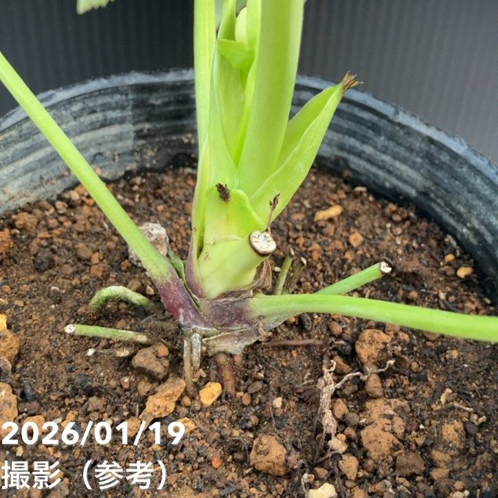 かずりん様マスカット　ローズ　1キロ かずりん様マスカット ローズ 1キロ