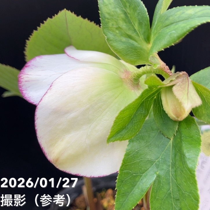 一点物】横山園芸 クリスマスローズ プリマドレス セミダブルシリーズ