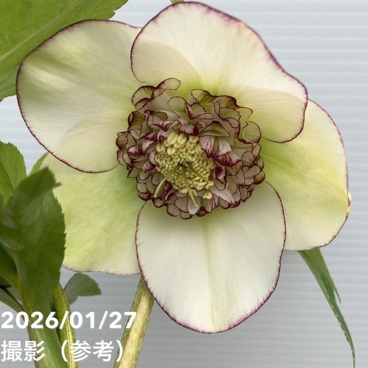 一点物】横山園芸 クリスマスローズ プリマドレス セミダブルシリーズ