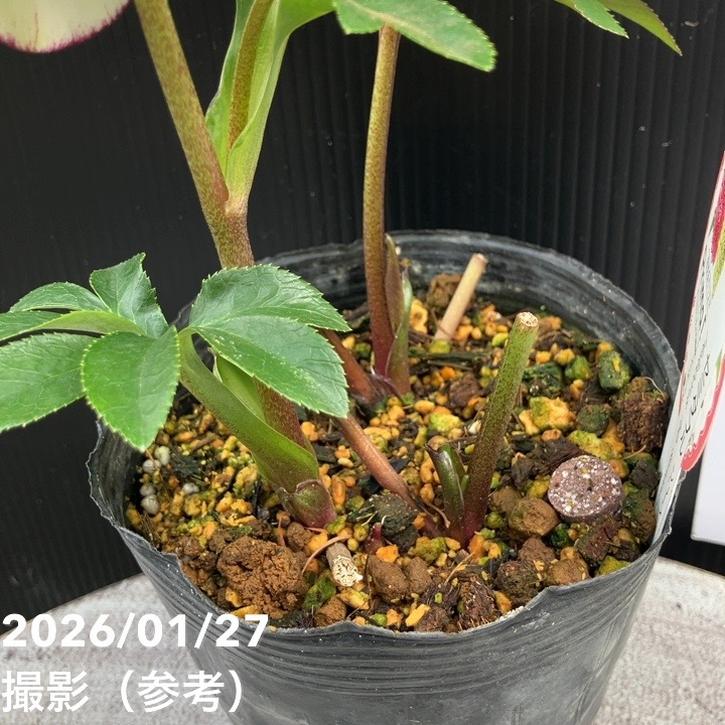 一点物】横山園芸 クリスマスローズ プリマドレス セミダブルシリーズ