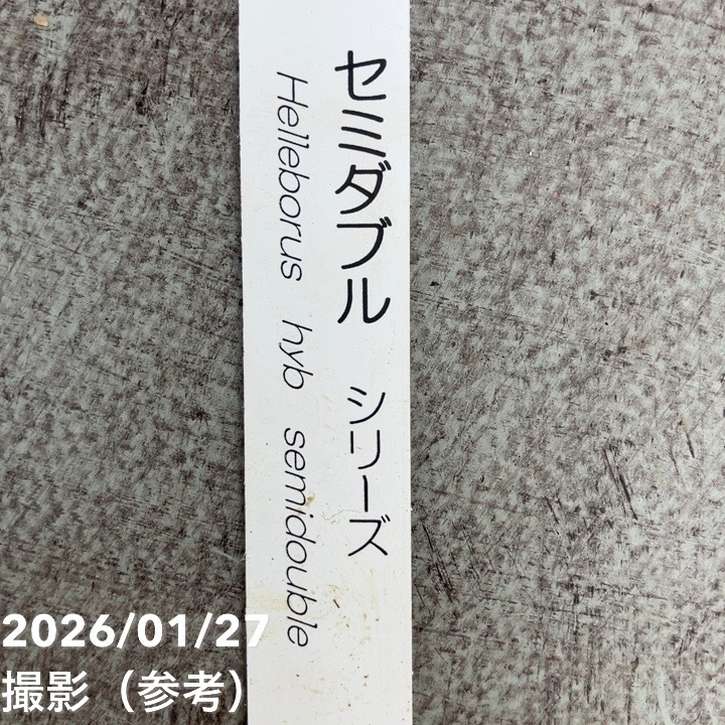 一点物】横山園芸 クリスマスローズ プリマドレス セミダブルシリーズ