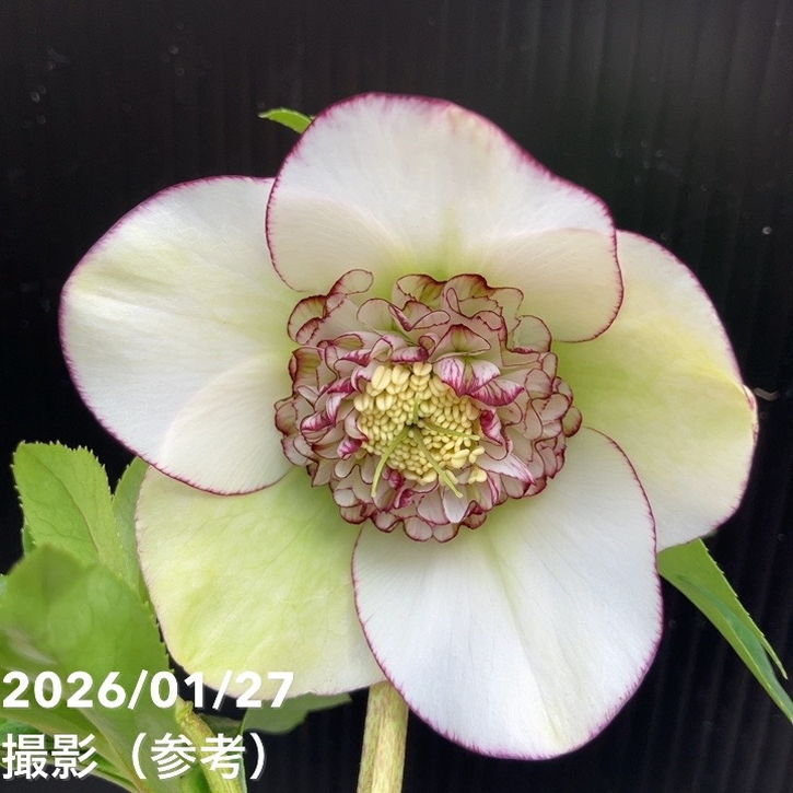 一点物】横山園芸 クリスマスローズ プリマドレス セミダブルシリーズ