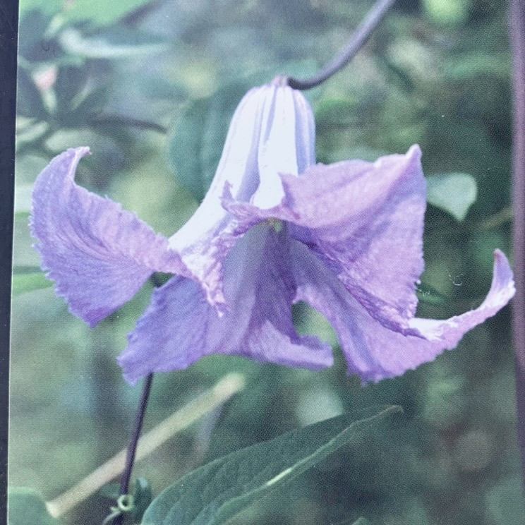 クレマチス ビチセラ系 ベティー・コーニング 4号|草花04-PA