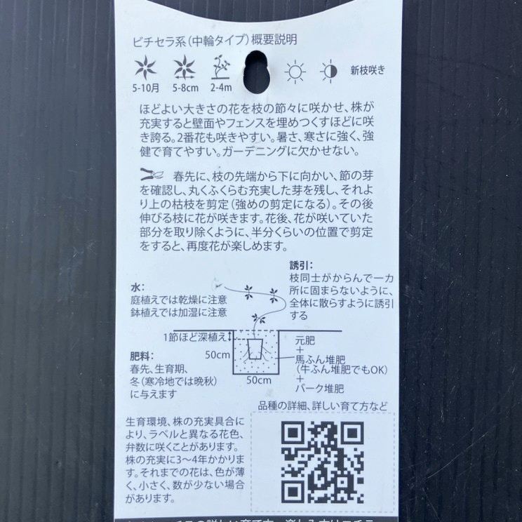 クレマチス ビチセラ系 ベティー・コーニング 4号|草花04-PA