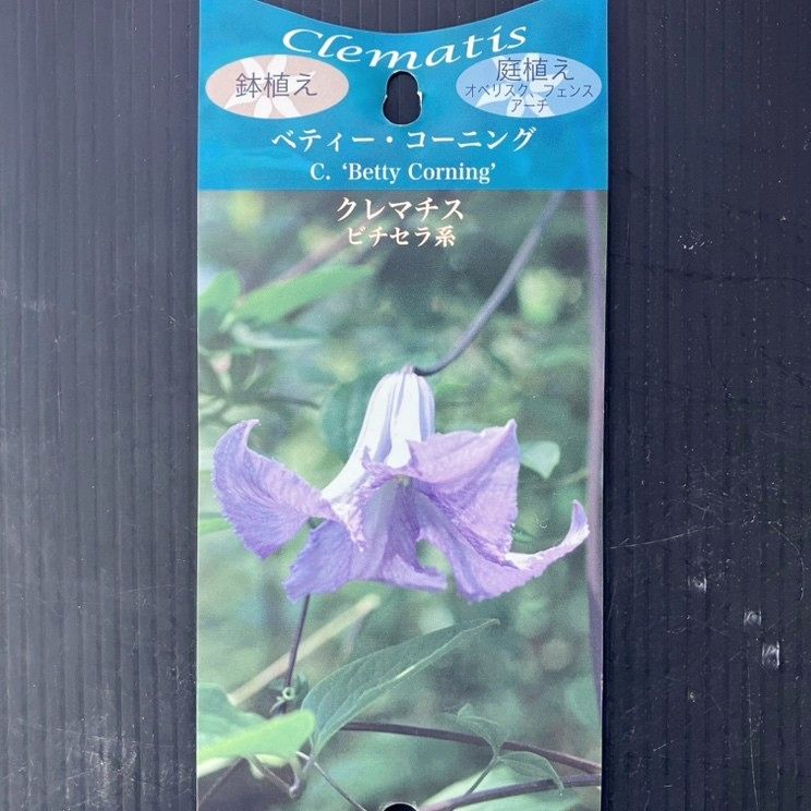 クレマチス ビチセラ系 ベティー・コーニング 4号｜草花04-PA | 草花