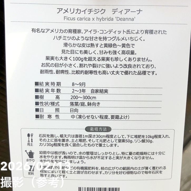 イチジク ディアーナ 4号ロング 1年生 挿木苗|果樹10-TU
