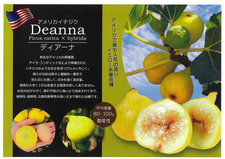 イチジク ディアーナ 4号ロング 1年生 挿木苗｜果樹10-TU | 果樹