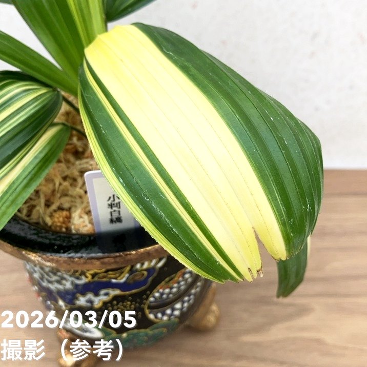 65周年記念セール】【現品お届け】観音竹 カンノンチク 小判白縞