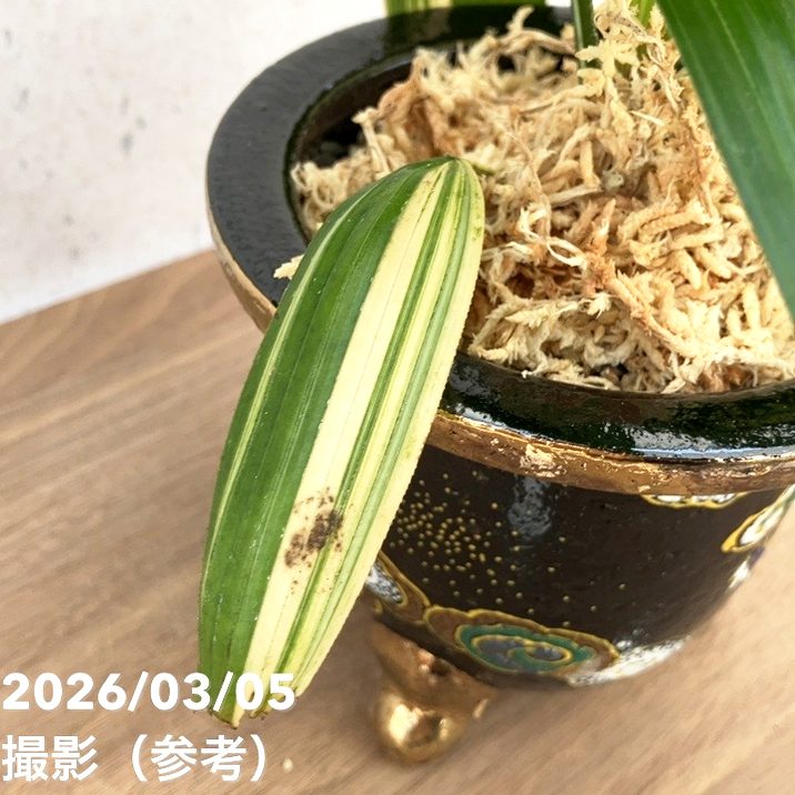 ≪値下げしました≫観音竹／おもと鉢 6鉢 数量限定】観音竹 カンノンチク 錦松 きんしょう プラ鉢｜観葉10-TU