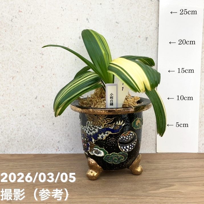 65周年記念セール】【現品お届け】観音竹 カンノンチク 小判白縞
