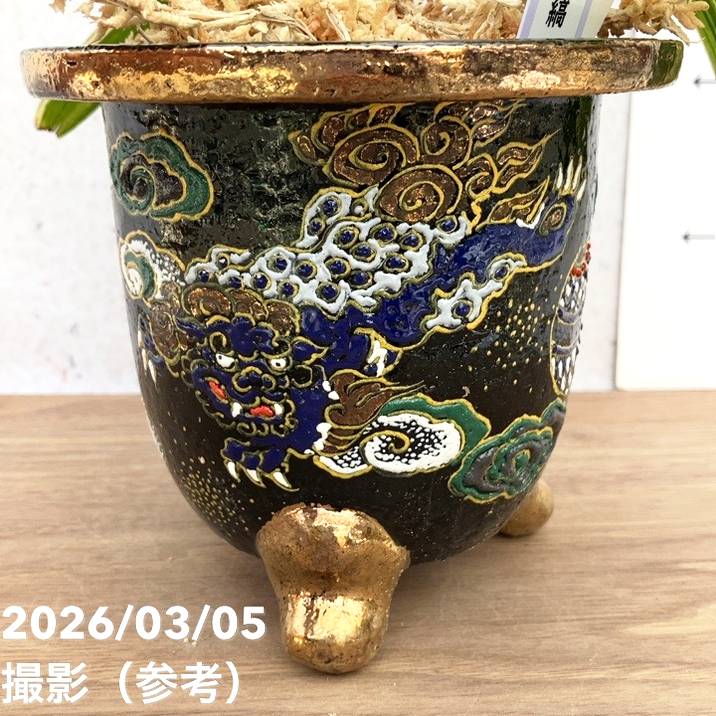 林和一作 海老紋呉須片口大鉢❤️ 現品お届け】観音竹 カンノンチク 小判白縞 こばんしろしま 錦鉢（K1
