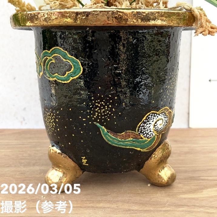 決算P5倍！10%OFF！8/2まで】【現品お届け】観音竹 カンノンチク 小判
