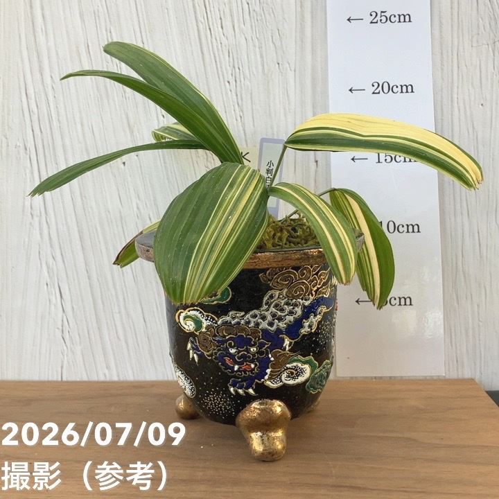 現品お届け】観音竹 カンノンチク 小判白縞 こばんしろしま 錦鉢（K1