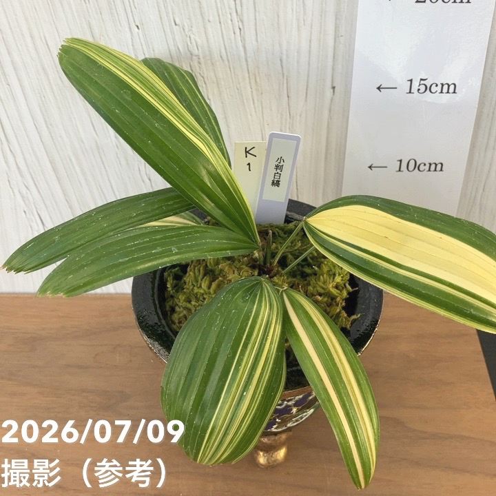 決算P5倍！10%OFF！8/2まで】【現品お届け】観音竹 カンノンチク 小判