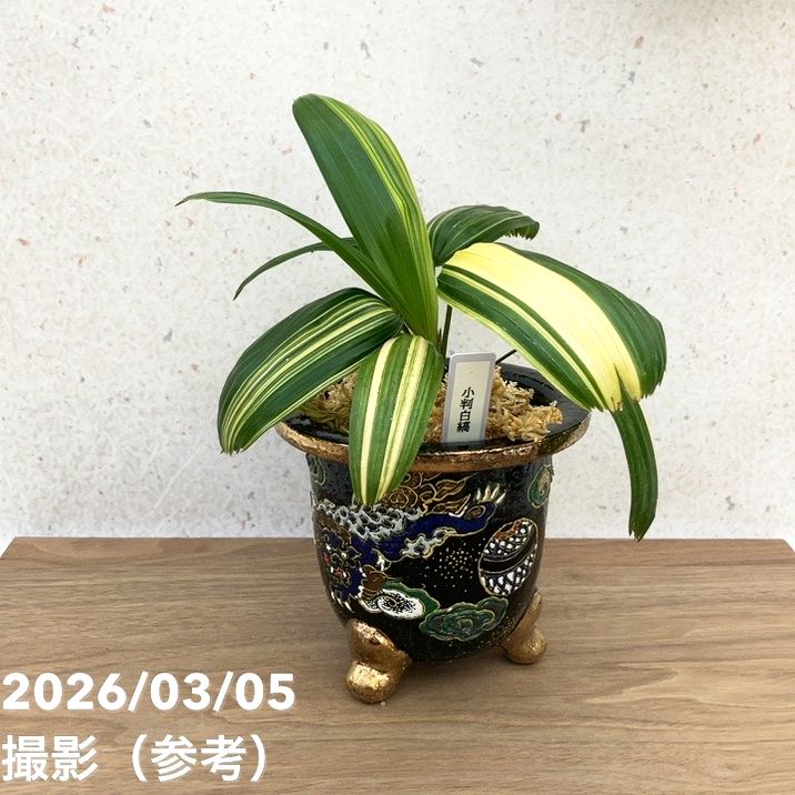 ≪値下げしました≫観音竹／おもと鉢 6鉢 現品お届け】観音竹 カンノンチク 小判白縞 こばんしろしま 錦鉢（K1