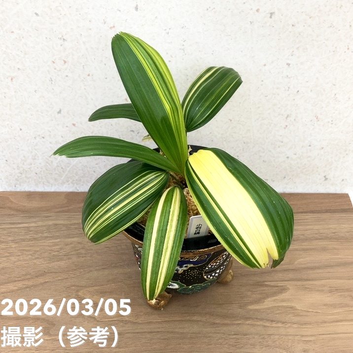 現品お届け】観音竹 カンノンチク 小判白縞 こばんしろしま 錦鉢（K1