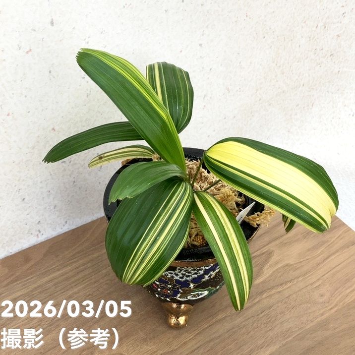 65周年記念セール】【現品お届け】観音竹 カンノンチク 小判白縞