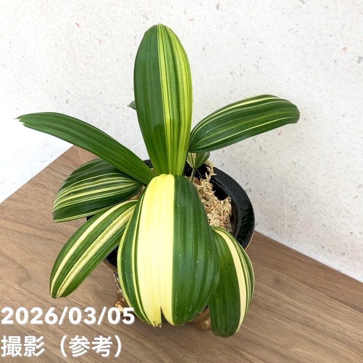 現品お届け】観音竹 カンノンチク 小判白縞 こばんしろしま 錦鉢（K1