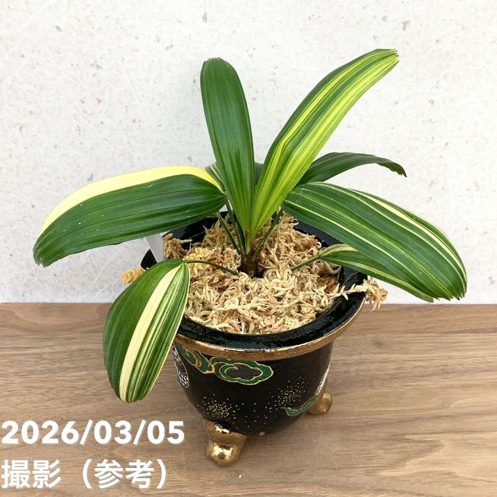 現品お届け】観音竹 カンノンチク 小判白縞 こばんしろしま 錦鉢（K1