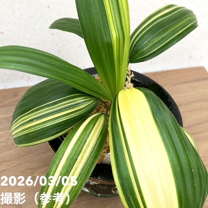 現品お届け】観音竹 カンノンチク 小判白縞 こばんしろしま 錦鉢（K1