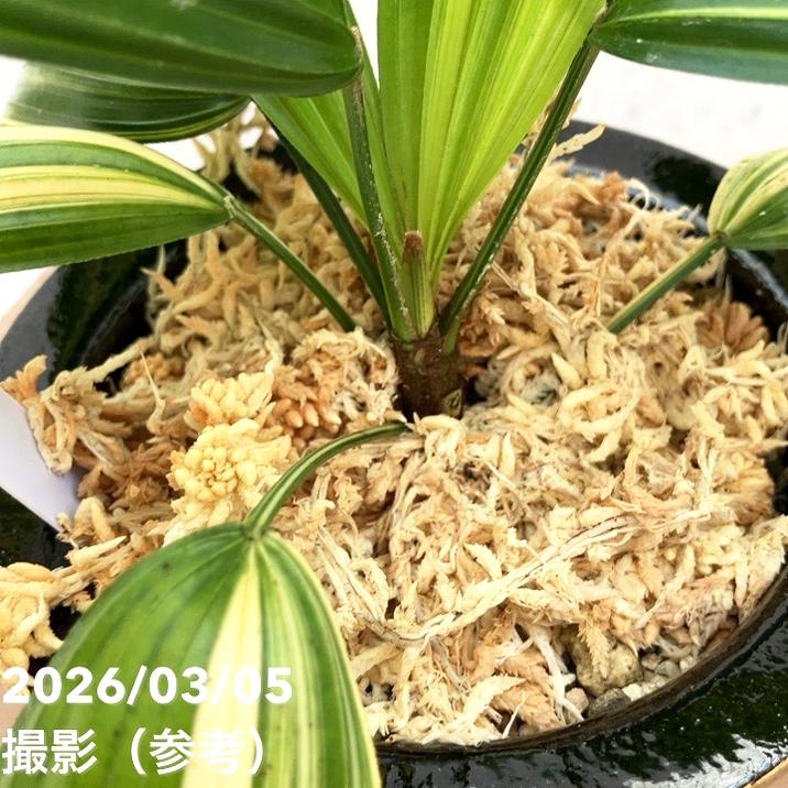 現品お届け】観音竹 カンノンチク 小判白縞 こばんしろしま 錦鉢（K1