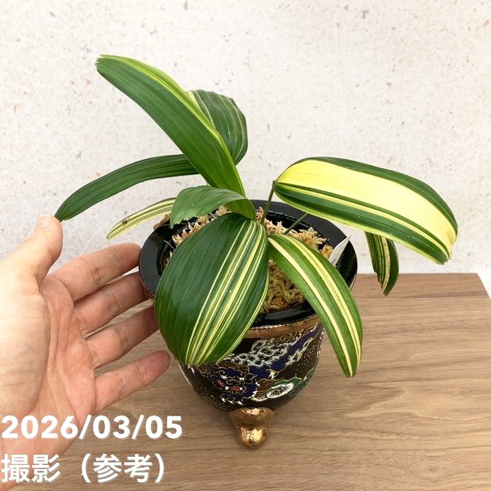 現品お届け】観音竹 カンノンチク 小判白縞 こばんしろしま 錦鉢（K1