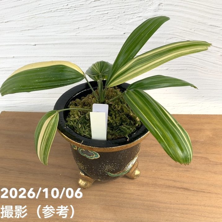 現品お届け】観音竹 カンノンチク 小判白縞 こばんしろしま 錦鉢（K1