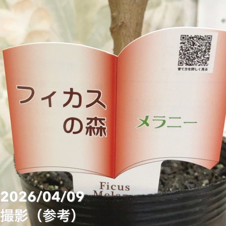 フィカス メラニー 4号|観葉04-PA