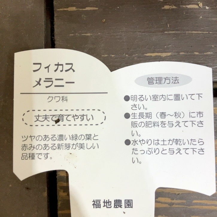 フィカス メラニー 4号|観葉04-PA