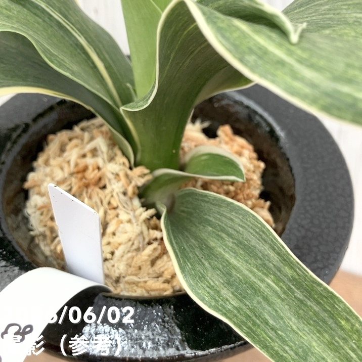 錦鉢　万年青　オモト　鉢　植木鉢　観葉植物　インテリア　古典園芸植物　伝統園芸 現品お届け】豊明園 万年青 オモト 錦明鳳（きんめいほう）黒鉢（O83