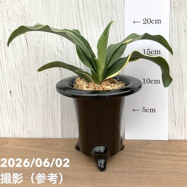 現品お届け】豊明園 万年青 オモト 錦明鳳（きんめいほう）黒鉢（O83