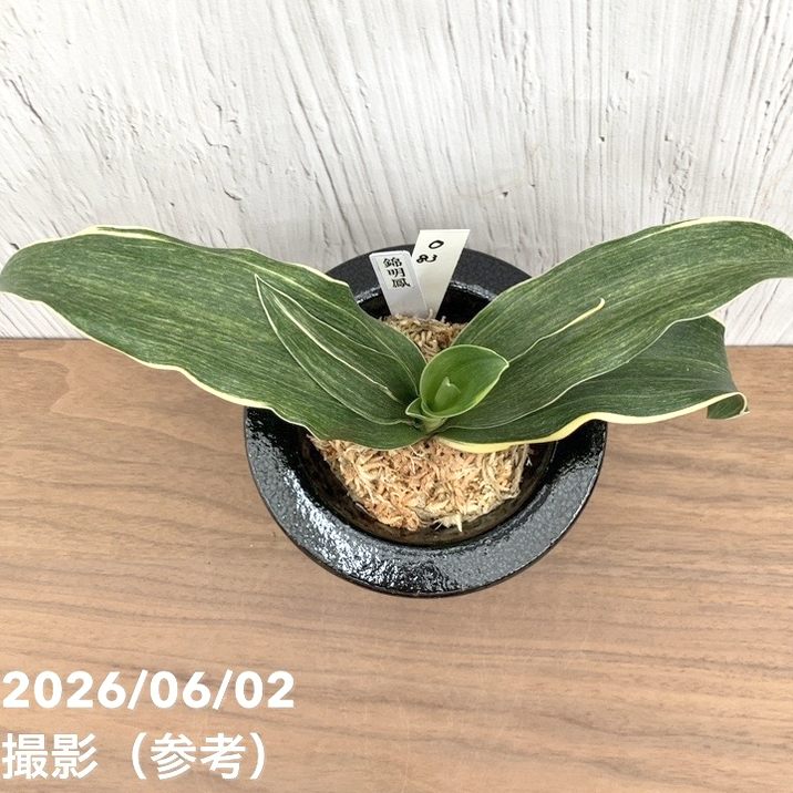 現品お届け】豊明園 万年青 オモト 錦明鳳（きんめいほう）黒鉢（O83